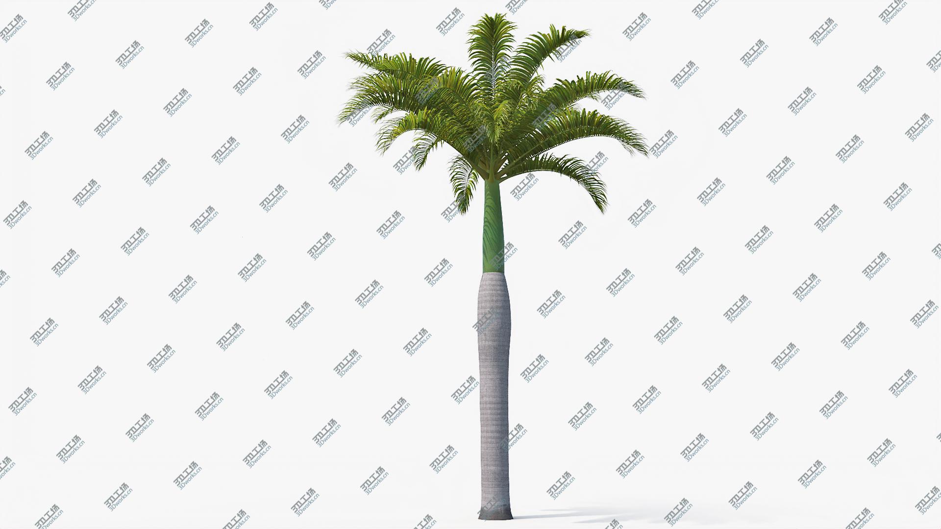 images/goods_img/2021040162/3D Palms Royal 01 model/3.jpg